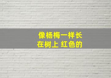 像杨梅一样长在树上 红色的